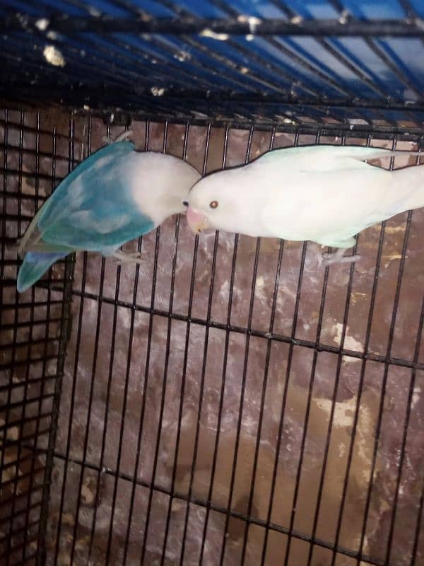 lovebird pair looking for New home 3