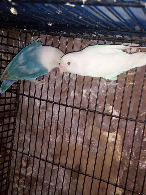 lovebird pair looking for New home 4