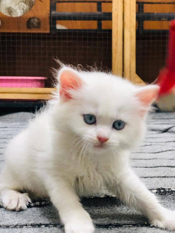 Persian triple coated punch face kittens 6