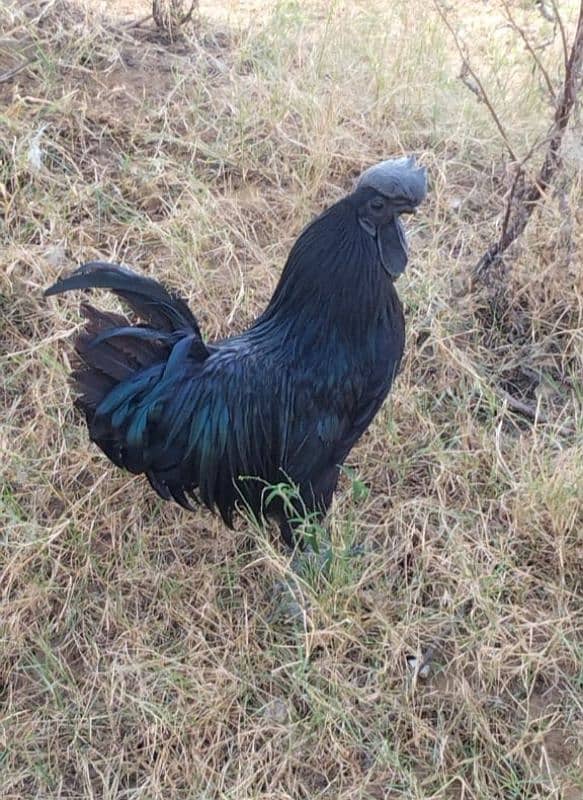 Ayam Cemani King Size Breeder Male 0