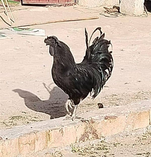 Ayam Cemani King Size Breeder Male 1