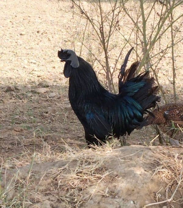 Ayam Cemani King Size Breeder Male 2