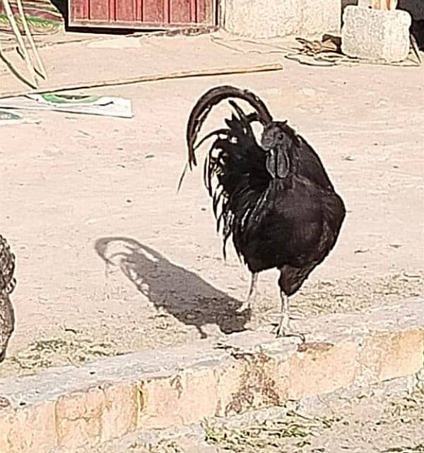 Ayam Cemani King Size Breeder Male 3