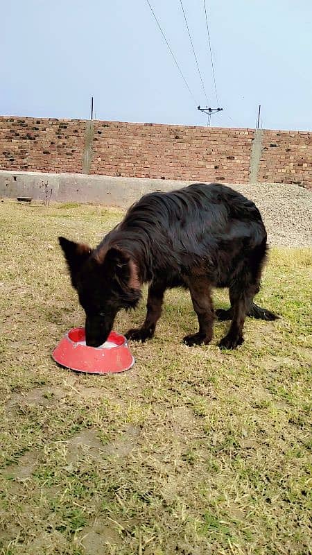 Black long coat GSD Female 0