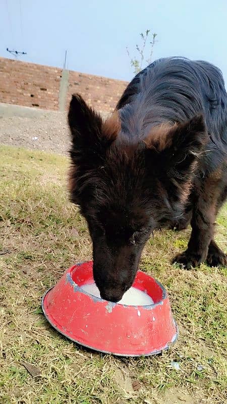 Black long coat GSD Female 1