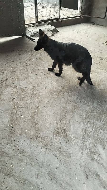 Black long coat GSD Female 2