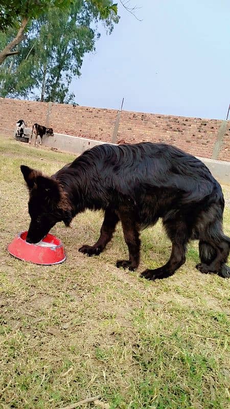 Black long coat GSD Female 3