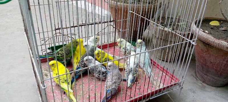 budgie parrot for sale 1