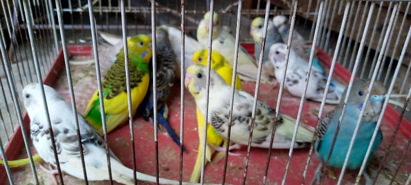 budgie parrot for sale 2