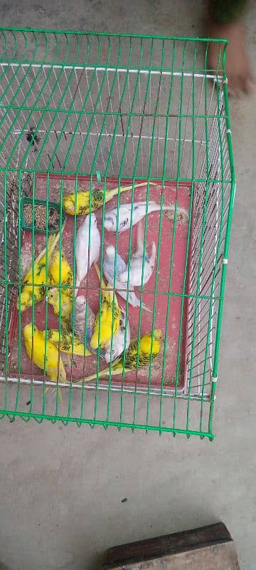 budgie parrot for sale 3