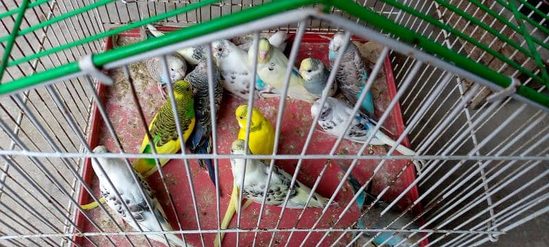 budgie parrot for sale 4