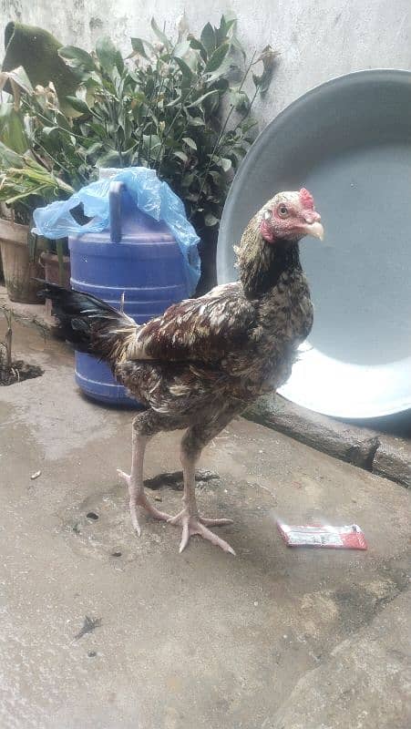 desi murghi aor murgha for sale 0