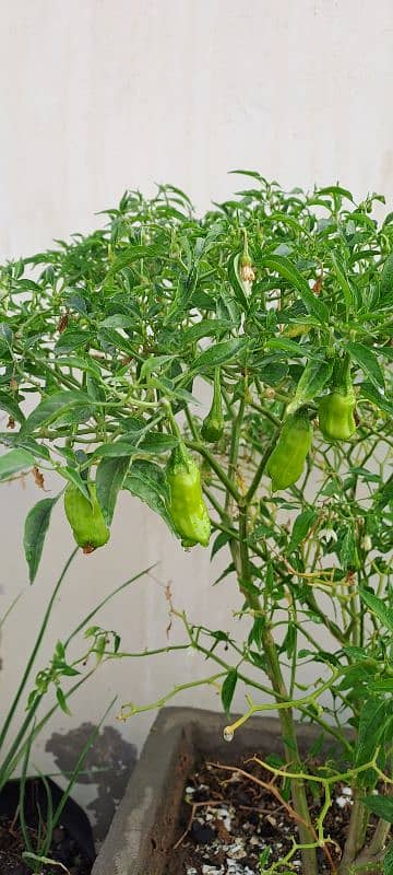 Green Chilli Plant for Sale - Currently Fruiting 0