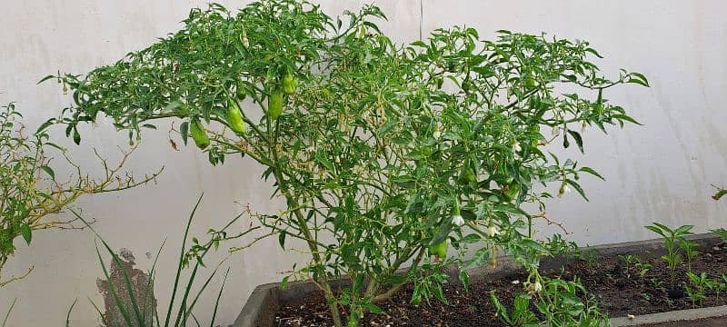 Green Chilli Plant for Sale - Currently Fruiting 1