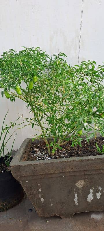 Green Chilli Plant for Sale - Currently Fruiting 2