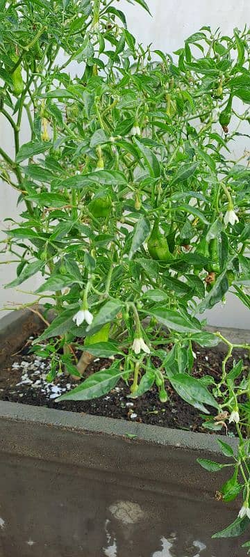 Green Chilli Plant for Sale - Currently Fruiting 3