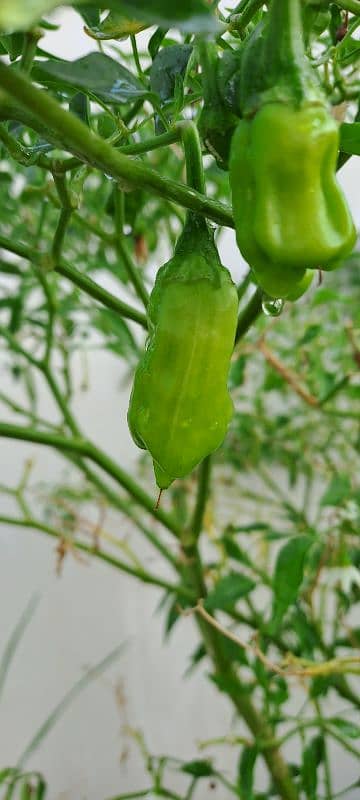 Green Chilli Plant for Sale - Currently Fruiting 4