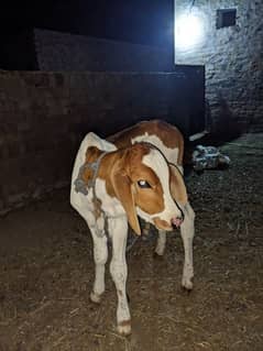 cow for sale with nukra cross wacha