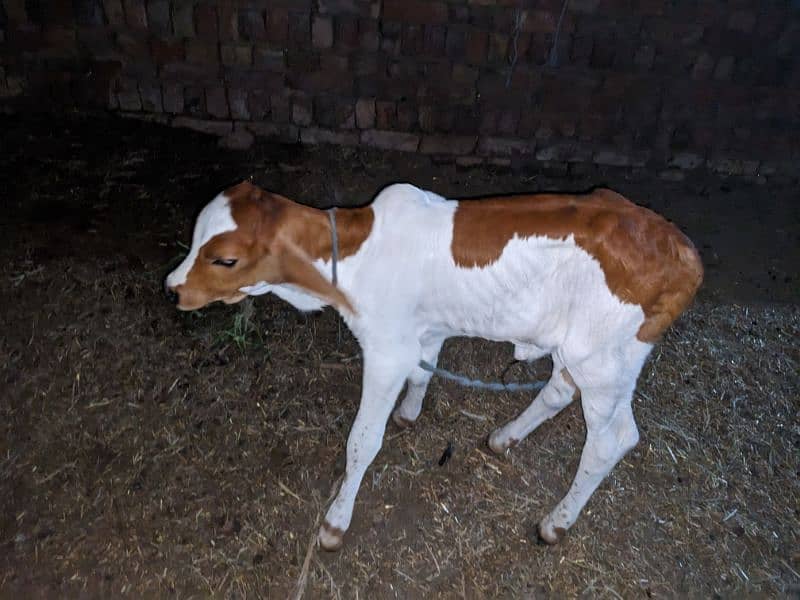 cow for sale with nukra cross wacha 1