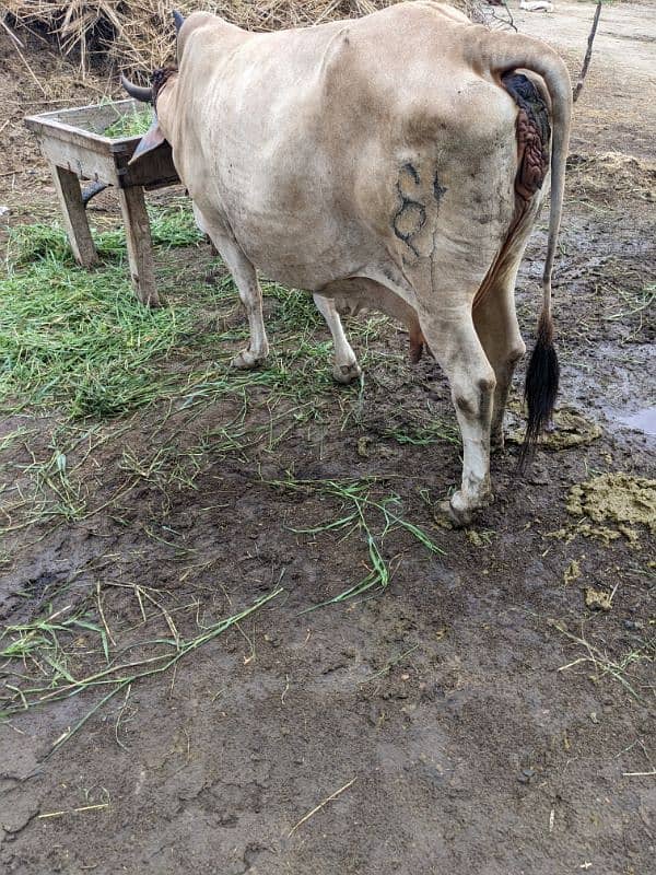 cow for sale with nukra cross wacha 2