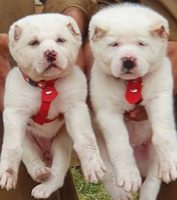 alabai dog pair 2 months for sale security dog 0