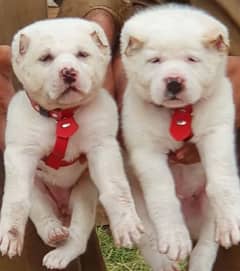 alabai dog pair 2 months for sale security dog