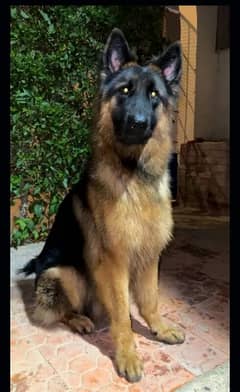 German shepherd king size Pink pedigree champion bloodline