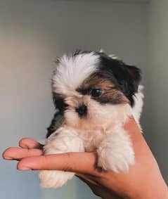 100%pure shihtzu Puppies available