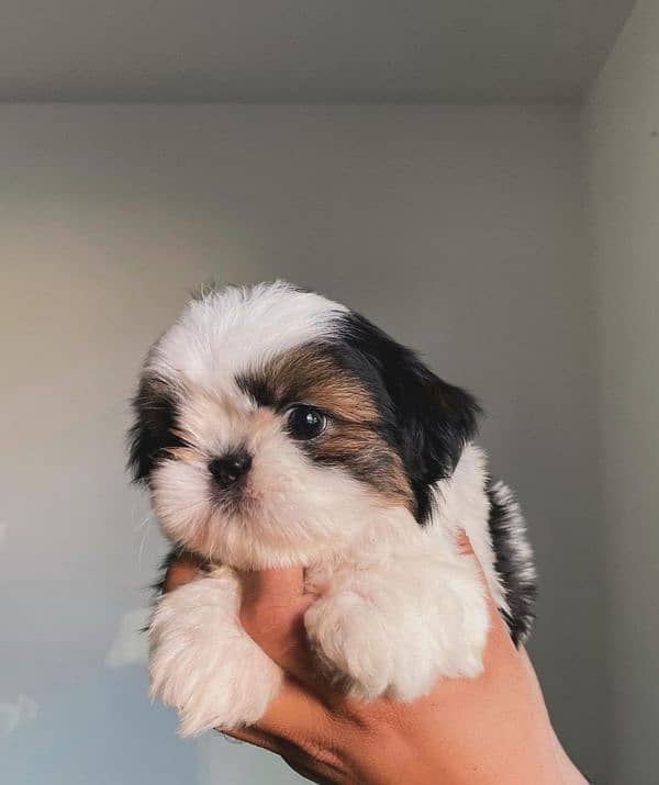 100%pure shihtzu Puppies available 1