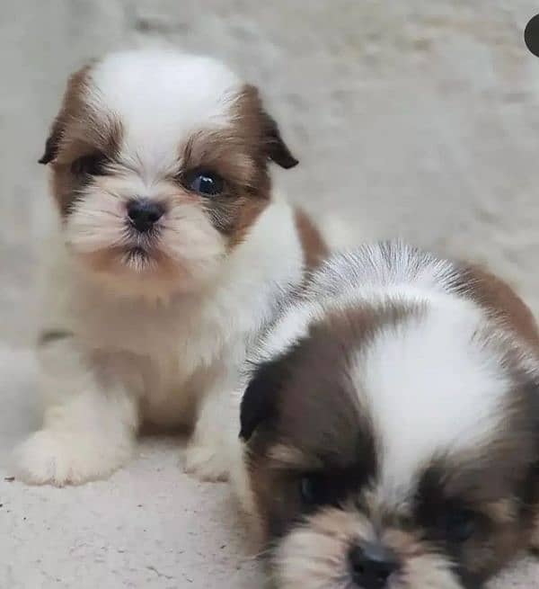 100%pure shihtzu Puppies available 2