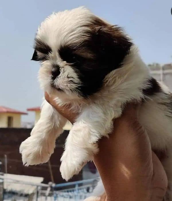 100%pure shihtzu Puppies available 3