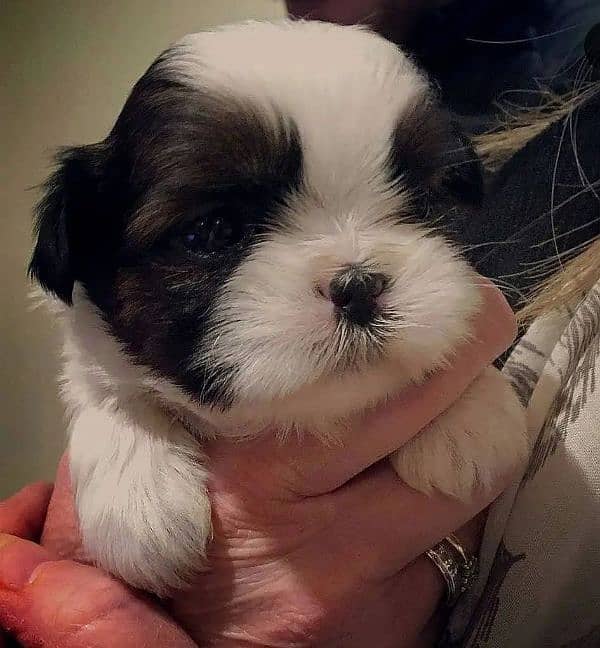 100%pure shihtzu Puppies available 4