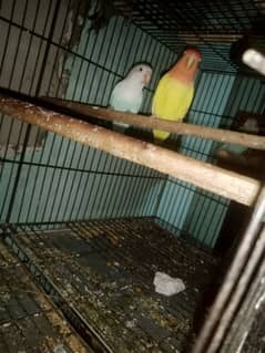 lovebird breeder fair and cheek