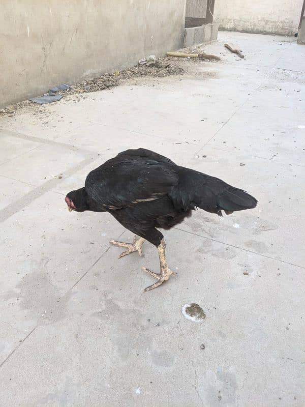 mushka Female for sale 4