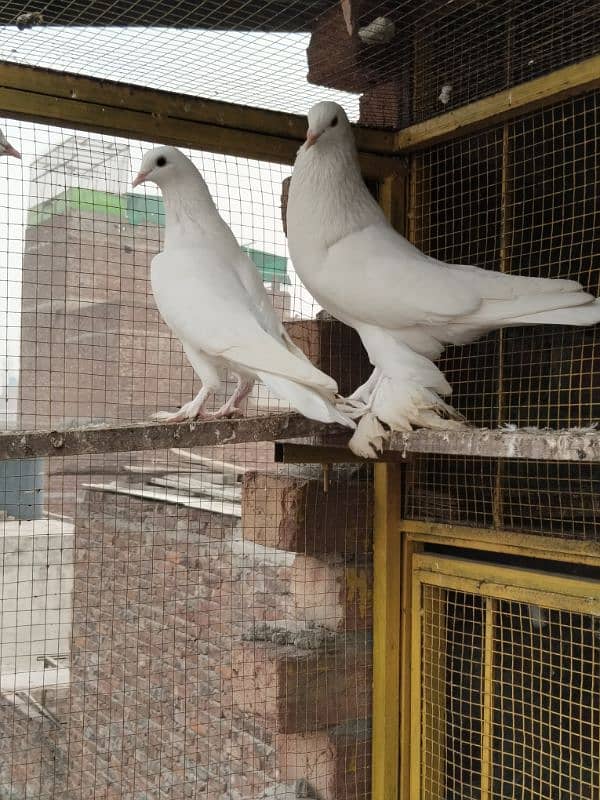 1 pair and 1 male Fance Gubare pigeons for sale 0