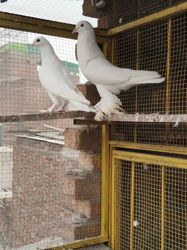 1 pair and 1 male Fance Gubare pigeons for sale 1