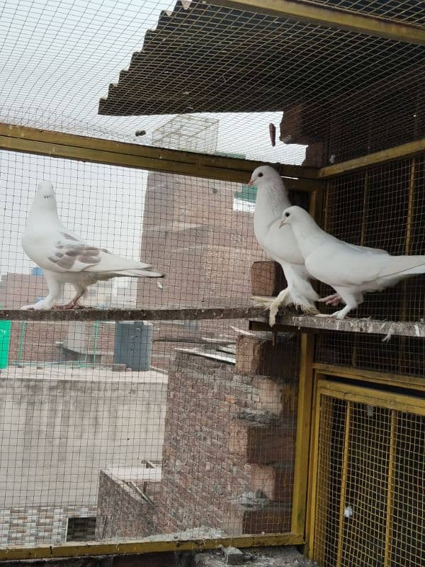 1 pair and 1 male Fance Gubare pigeons for sale 2