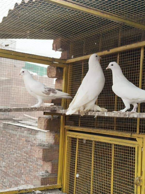 1 pair and 1 male Fance Gubare pigeons for sale 3