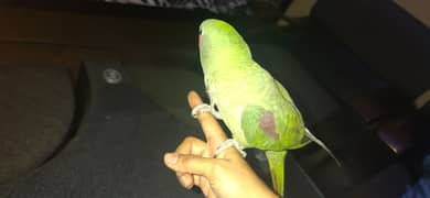 talking parrot