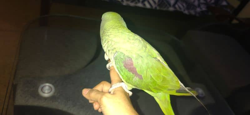 talking parrot 1