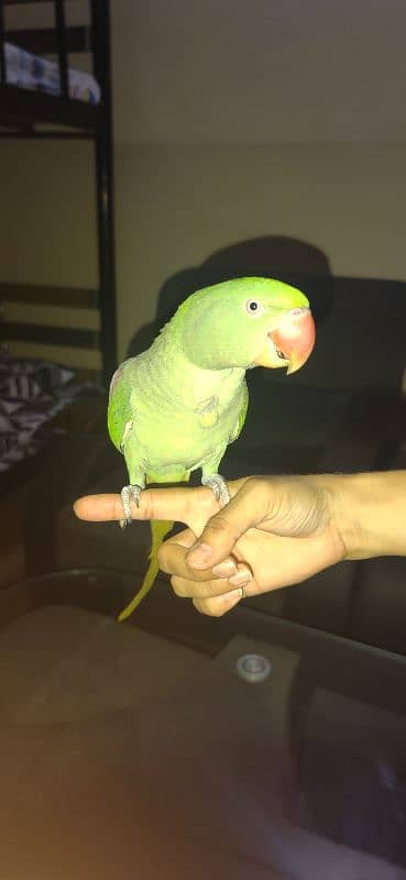 talking parrot 2