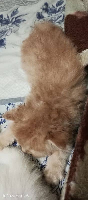 persian  kitten 3