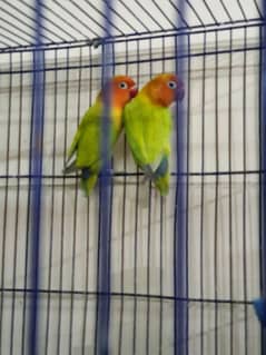 Lovebirds