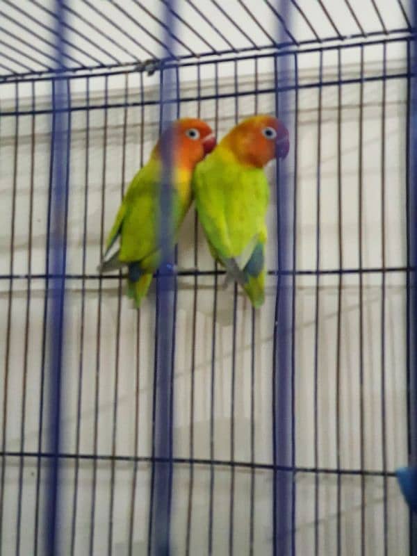 Lovebirds Green Dilute Split Blue Bonded Pair Ready to breed 0