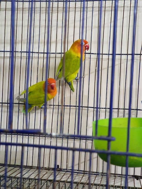 Lovebirds Green Dilute Split Blue Bonded Pair Ready to breed 1