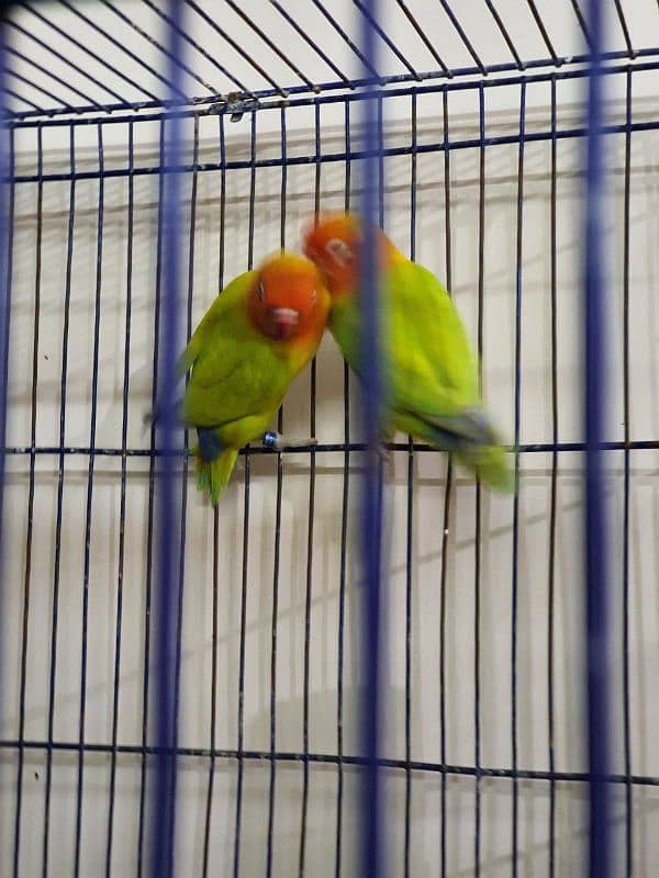 Lovebirds Green Dilute Split Blue Bonded Pair Ready to breed 2