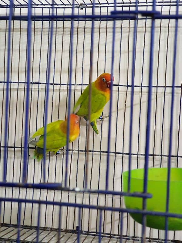 Lovebirds Green Dilute Split Blue Bonded Pair Ready to breed 3