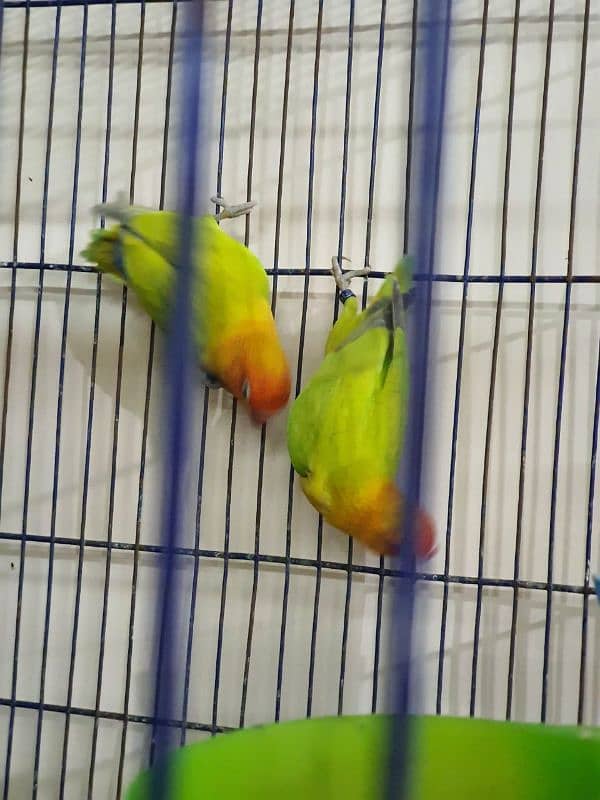 Lovebirds Green Dilute Split Blue Bonded Pair Ready to breed 4