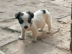 shituzu male puppy for sale