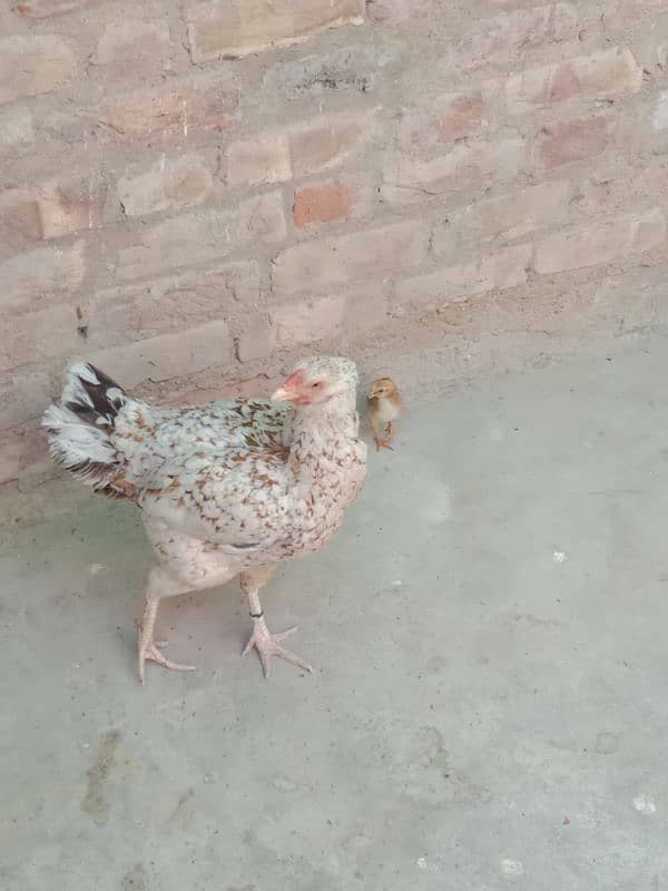 mashallah desi murgi hai jis bhai ko chahie mujhse rabta Karen 1